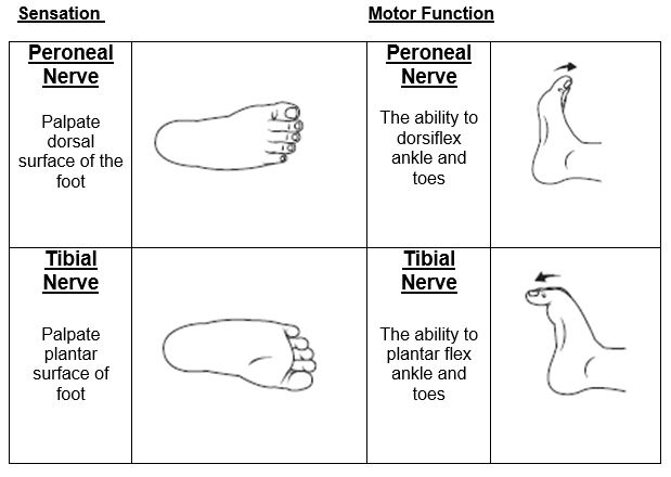 Neurovascular Obs Peroneal and Tibial Nerve